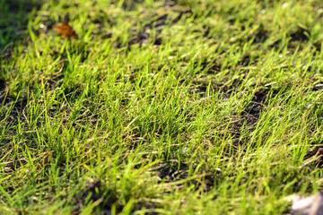 Spring green grass in the rays of the sun. Abstract natural backgrounds
