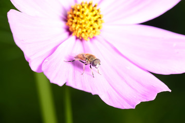 A bee on the pink flowers