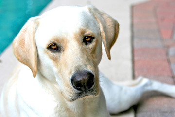 White Labrador Pup