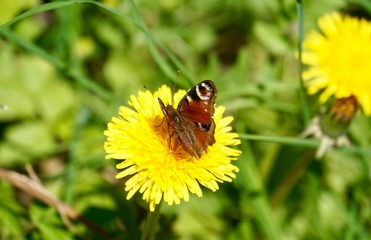 Schmetterling sitz auf L&ouml;wenzahnbl&uuml;te