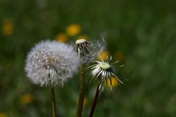 Three stages of life of dandelion flower close up on textured green background