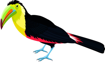 vector rainbow-billed toucan