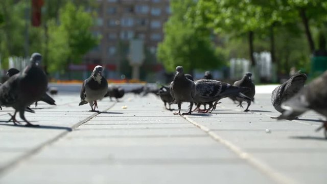 street pigeons eat the bread crumbs in the park.