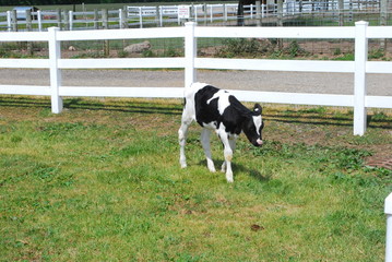 Holstein Calf