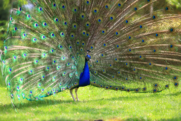 Obraz premium Colorful peacock with huge open tail