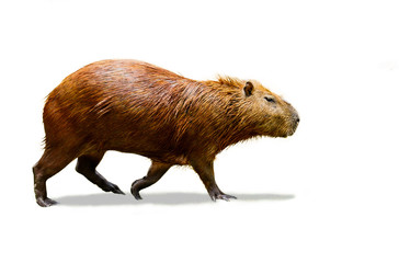 Capybara isolate on white background.
