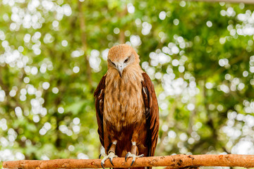 Close up portrait of a red tailed hawk .