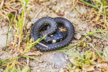 Black snake