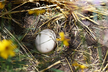 Peafowl egg