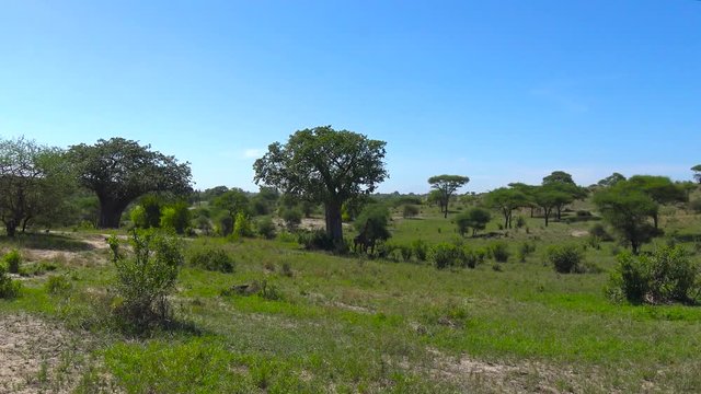 Африканские жирафы. Сафари - путешествие по африканской саванне. Танзания.