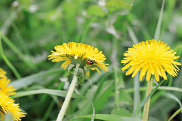 spring dandelion blossom meadow