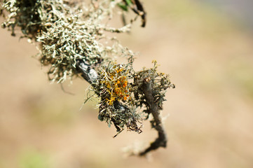 Lichen