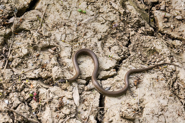 Brown snake