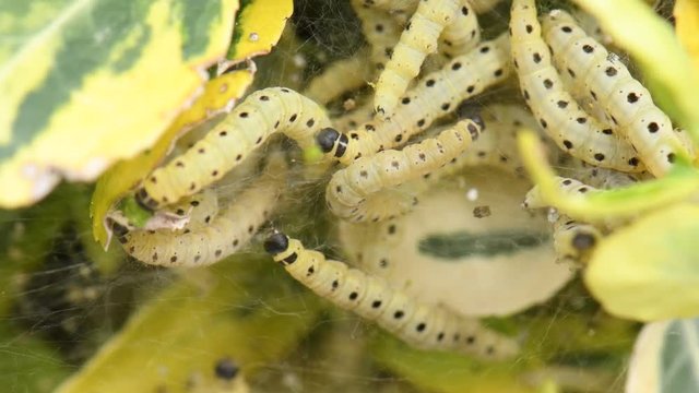 CHENILLE DU BUIS - cydalima perspectalis
