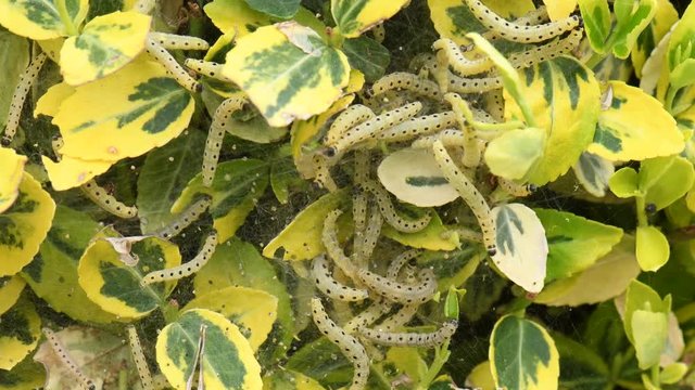 CHENILLE DU BUIS - cydalima perspectalis