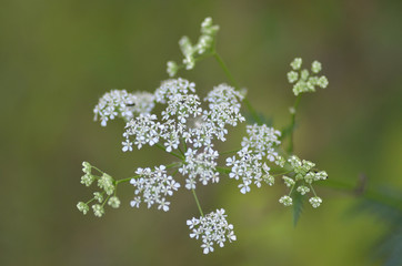 Cow parsley macro