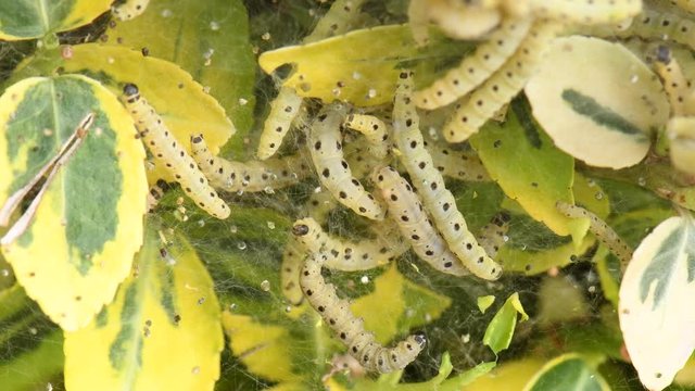 CHENILLE DU BUIS - cydalima perspectalis