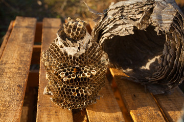 Beautiful aspen hive on a wooden background