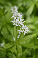 Waldmeister - Bl&uuml;ten. Galium odoratum.