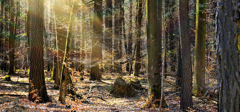 Baumst&auml;mme im Wald vom Sonnenlicht durchflutet
