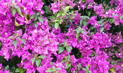 Bougainvillea bloom background
