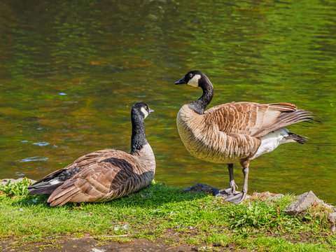 Pair of Canada goose near the lake, looking at each other