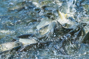 Close up Fish in farm at feeding time with blur some fish and water