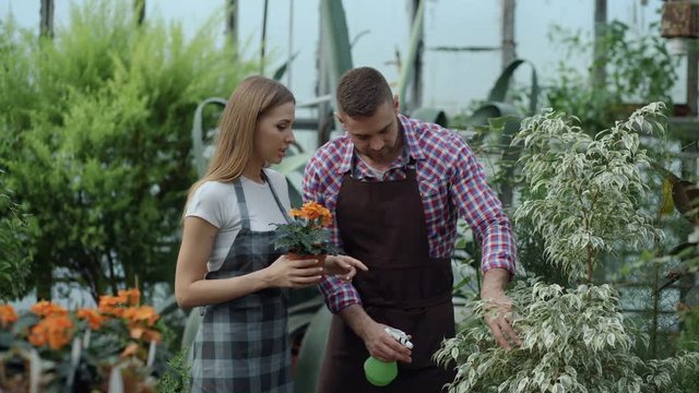 Attractive couple work in greenhouse. Man gardener in apron watering plants and flowers with garden sprayer while his girlfriend talking to him