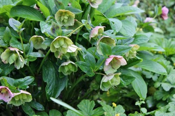 Christmas rose, helleborus