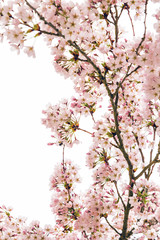 Spa Kirschblüten auf weißem Hintergrund