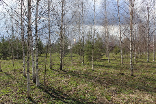 landscape with birches