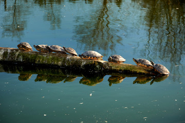 water turtles sitting in line
