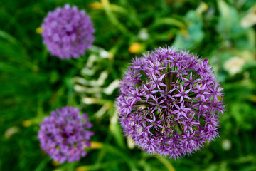 blooming lilac illium flower