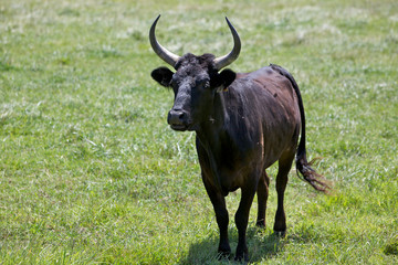 toro della camargue