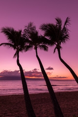 Palm Trees Silhouetted at Sunset