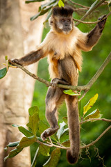 Obraz premium monkey