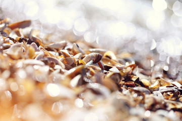Background with shells on the shore
