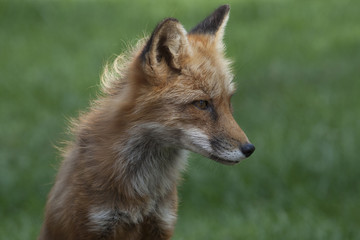 Naklejka premium Foxy