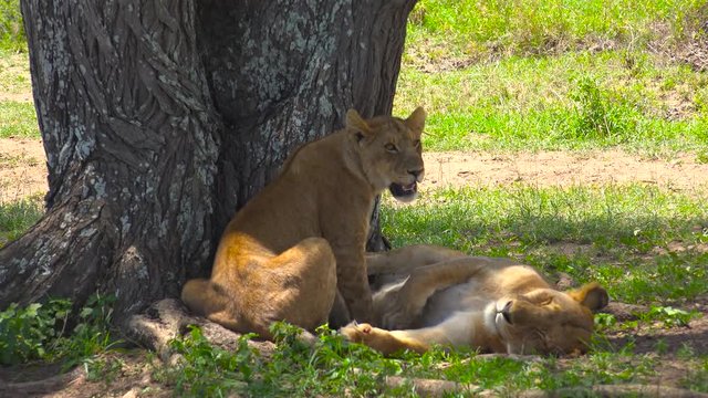 Африканские львы. Сафари - путешествие по африканской саванне. Танзания.