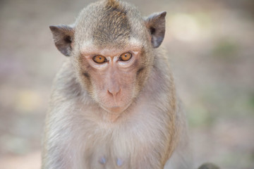 可愛いサル