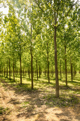 Fototapeta premium Tree alley at spring