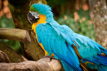 bird