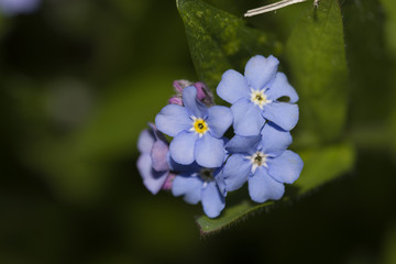 Нежный полевой цветок. Голубая незабудка. 
