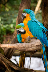 bird