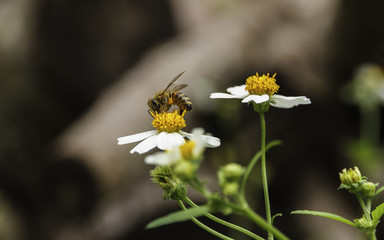 Spring flower and bee.