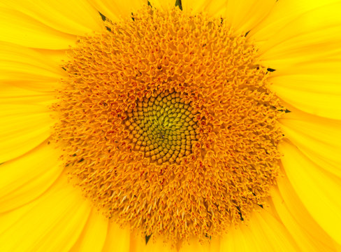 Sunflower yellow color closeup pollen.