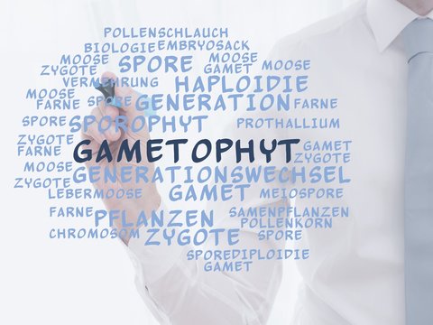 Gametophyt