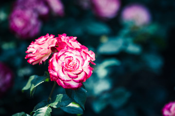 バラの花
