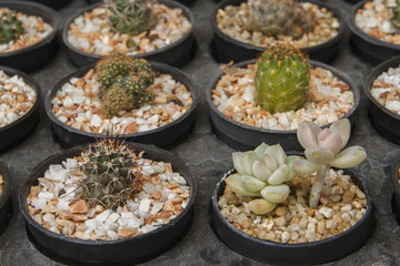 Cactus in pot.