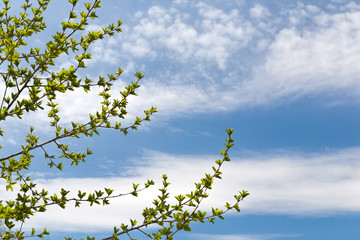 Branches of a tree with young leaves against the sky.
